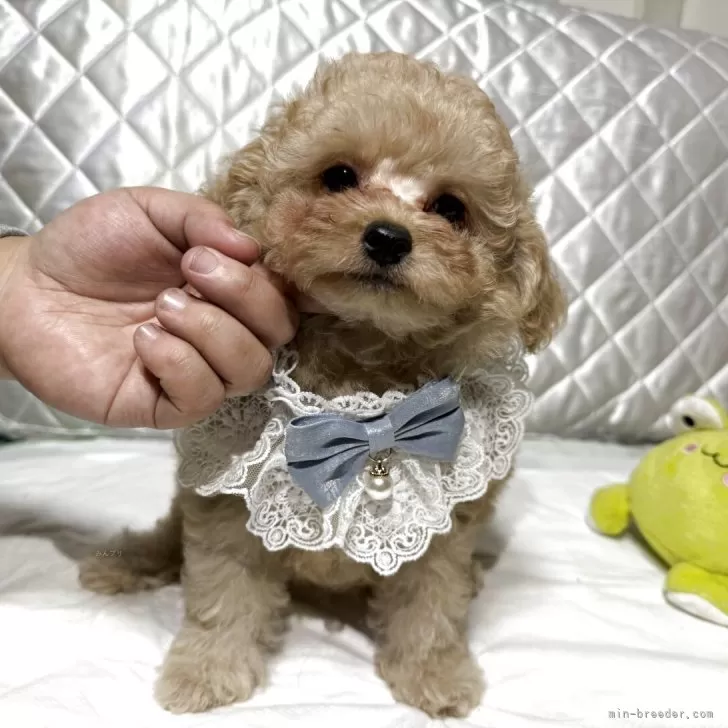 タイニープードル【鹿児島県・男の子・2025年9月5日・クリーム】の写真1