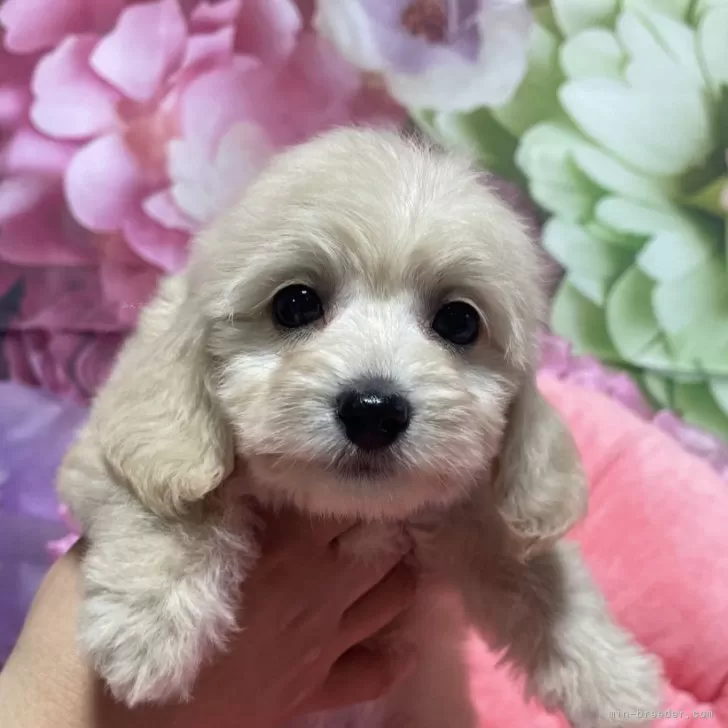 ID:2503-06783の子犬