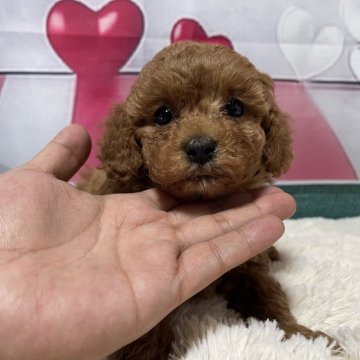 トイプードル(トイ)【鹿児島県・男の子・2024年12月19日・レッド】の写真「レッドの可愛い男の子🩷」