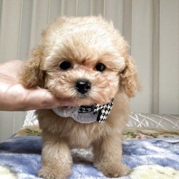ティーカッププードル【鹿児島県・男の子・2025年9月24日・アプリコット】の写真「ティーサイズの激かわボーイ💕」