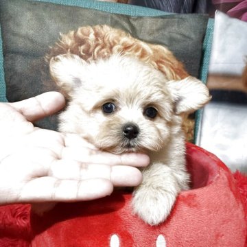 ポメプー(トイプードル×ポメラニアン)【鹿児島県・男の子・2025年5月22日・クリーム】の写真「クリームカラーの可愛い男の子💕」
