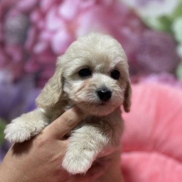 ダップー(トイプードル×ダックスフンド)【鹿児島県・女の子・2025年2月5日・クリーム】の写真「クリームの可愛い女の子🩷」