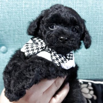 トイプードル(タイニー)【鹿児島県・男の子・2025年8月23日・ブラック】の写真「ブラックの可愛い男の子😊」