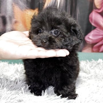 ポメプー(トイプードル×ポメラニアン)【鹿児島県・女の子・2025年5月22日・ブラック】の写真「欠点なしのお目目クリクリ可愛い女の子💕」