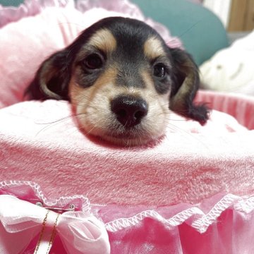 ミニチュアダックスフンド(ロング)【鹿児島県・男の子・2025年2月5日・ブラックタン】の写真「只今この価格より値引き中
詳しくはブログで✨」