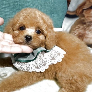 タイニープードル【鹿児島県・男の子・2025年9月3日・レッド】の写真「レッドのイケメン君😊」
