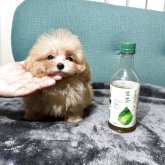 トイプードル(ティーカップ)