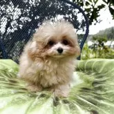 ティーカッププードル