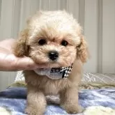 ティーカッププードル