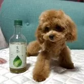 タイニープードル