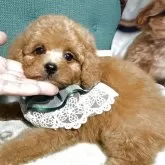 タイニープードル