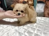 ポメプー(トイプードル×ポメラニアン)【鹿児島県・男の子・2025年5月22日・クリーム】の写真6