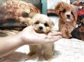 ポメプー(トイプードル×ポメラニアン)【鹿児島県・男の子・2025年5月22日・クリーム】の写真7