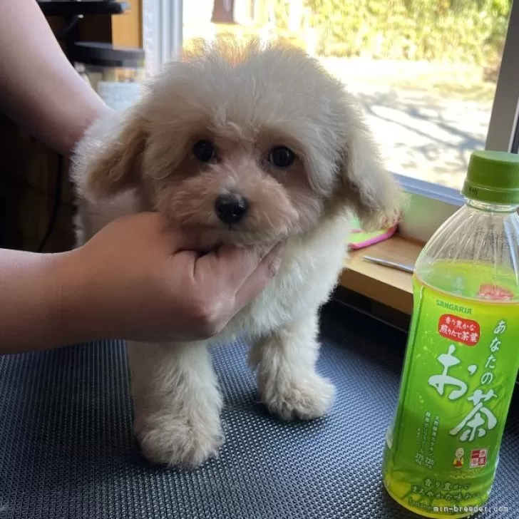 H.Ｉ 様のお迎えした子犬