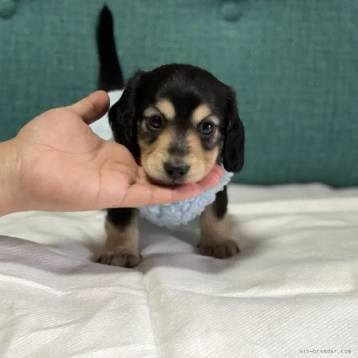 ID:2310-02820の子犬