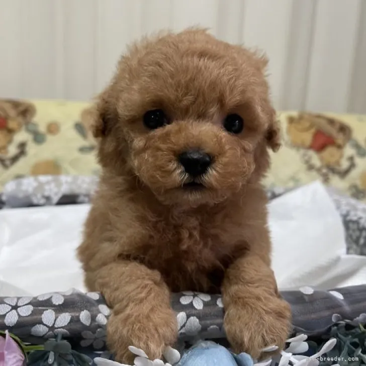 ID:2303-03840の子犬