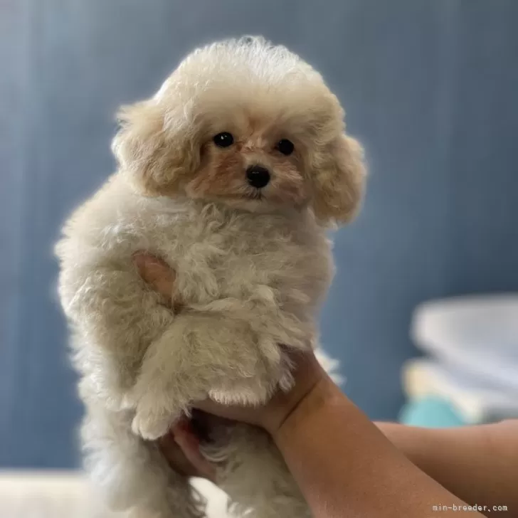 ID：2311-04673の子犬