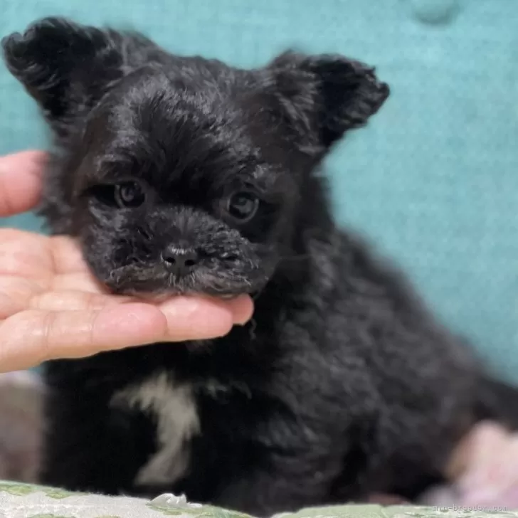 ID:2408-06180の子犬