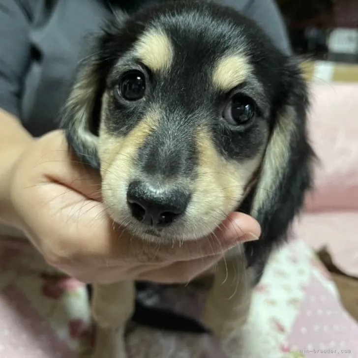 ID：2308-03308の子犬