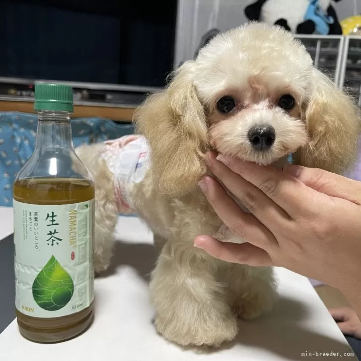 ID：2410-01201の子犬