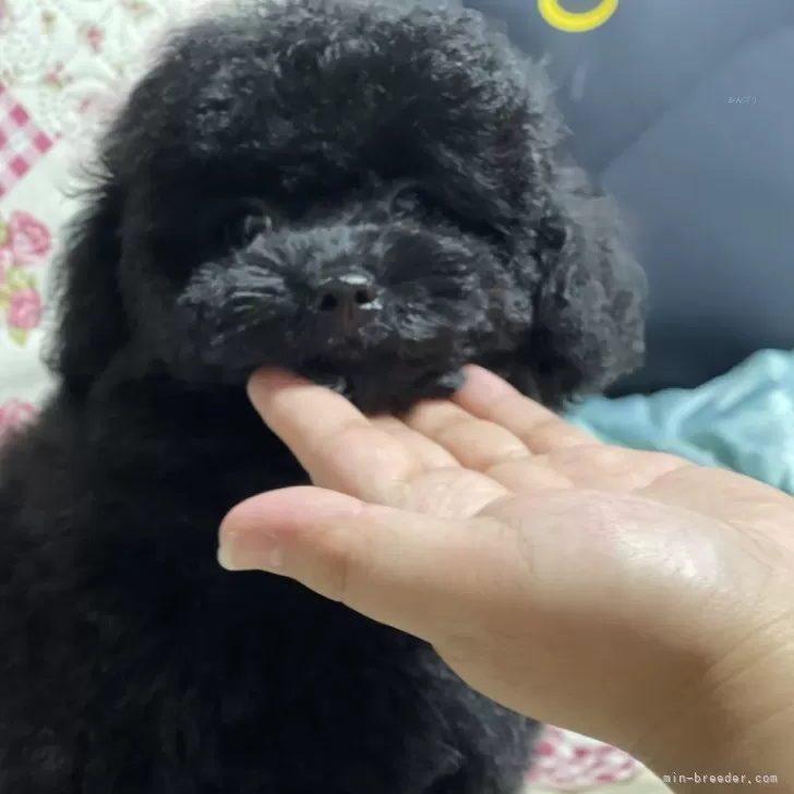 ID:2407-06256の子犬