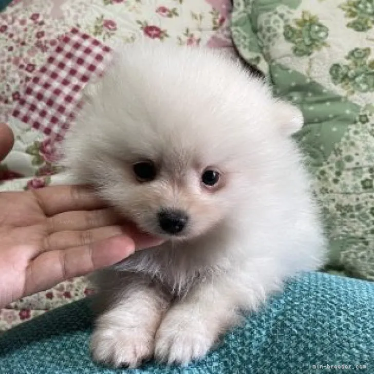 ID:2311-00066の子犬