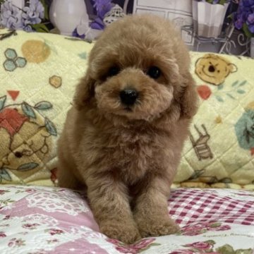 トイプードル(タイニー)【鹿児島県・女の子・2023年2月14日・アプリコット】の写真「離乳食も良くたべて姉妹仲良く遊んでます。」