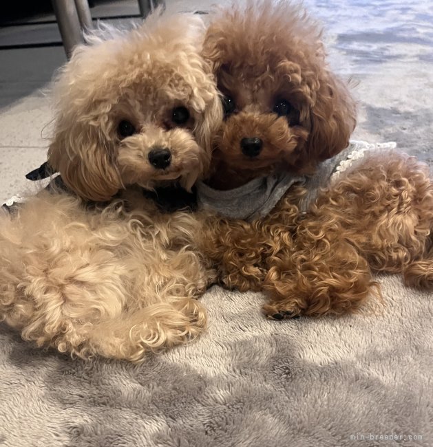 ティーカップ〜小降りタイニーサイズのトイプードル専門犬舎です。｜藤本　久美子(ふじもと　くみこ)ブリーダー(兵庫県・トイプードル・JKC登録)の紹介写真1