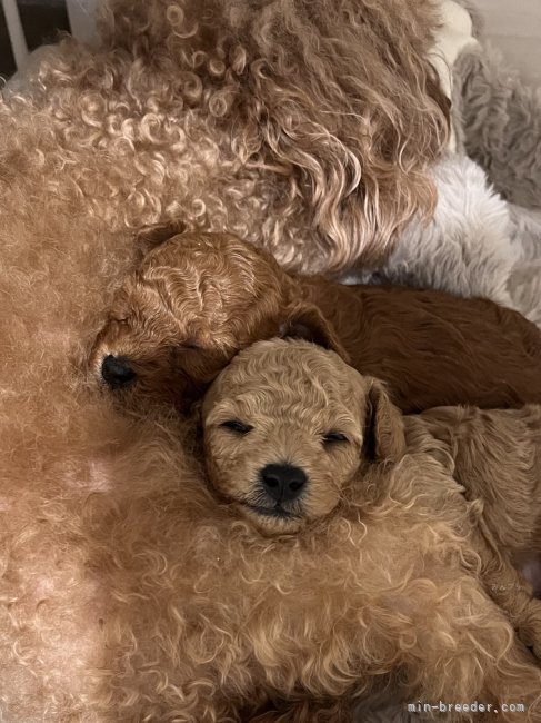 生後2ヶ月過ぎまで母乳とママ犬の愛情たっぷりに育てています｜藤本　久美子(ふじもと　くみこ)ブリーダー(兵庫県・トイプードル・JKC登録)の紹介写真2