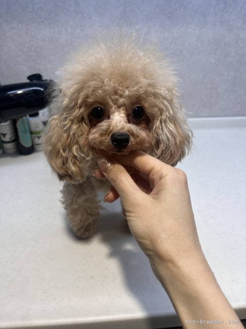 同じ両親から前回産まれたモン君そっくりな姉犬❣️｜藤本　久美子(ふじもと　くみこ)ブリーダー(兵庫県・トイプードル・JKC登録)の紹介写真9