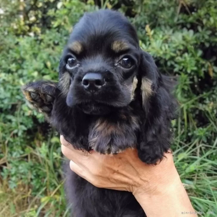 ID：2509-04360の子犬