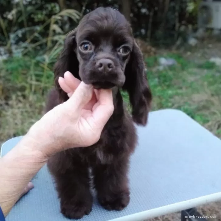 アメリカンコッカースパニエル【奈良県・女の子・2025年8月1日・ブラウン】の写真1