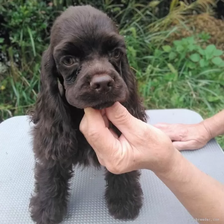 アメリカンコッカースパニエル【奈良県・男の子・2025年8月1日・ブラウン】の写真1