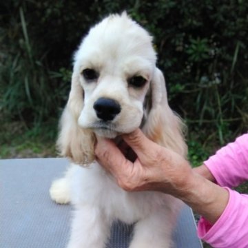 アメリカンコッカースパニエル【奈良県・男の子・2025年7月3日・バフ】の写真「コッカー専門犬舎がおすすめする血統優良の子犬です」