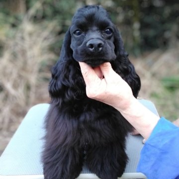 アメリカンコッカースパニエル【奈良県・男の子・2024年6月2日・ブラック】の写真「小ぶりな仔犬です」