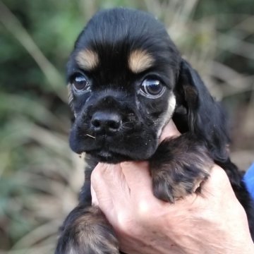 アメリカンコッカースパニエル【奈良県・女の子・2025年2月6日・ブラックタン】の写真「とっても可愛い優良血統の仔犬になります」