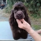 アメリカンコッカースパニエル