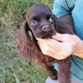 アメリカンコッカースパニエル【奈良県・女の子・2025年8月1日・ブラウン】の写真6