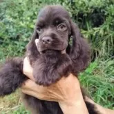 アメリカンコッカースパニエル【奈良県・男の子・2025年8月1日・ブラウン】の写真6