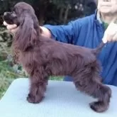 アメリカンコッカースパニエル【奈良県・女の子・2025年8月1日・ブラウン】の写真4