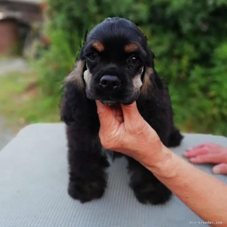 ID:2405-04298の子犬