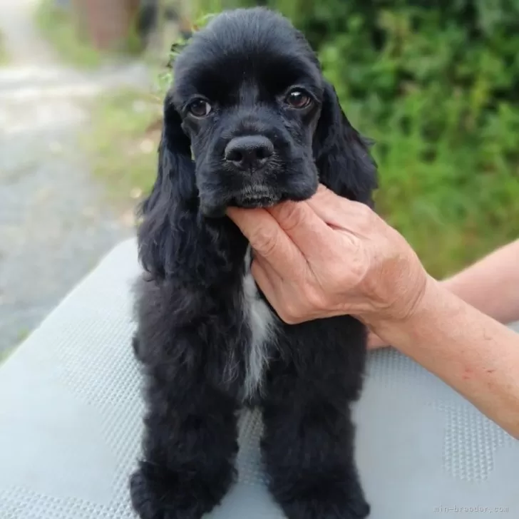 ID：2405-01600の子犬