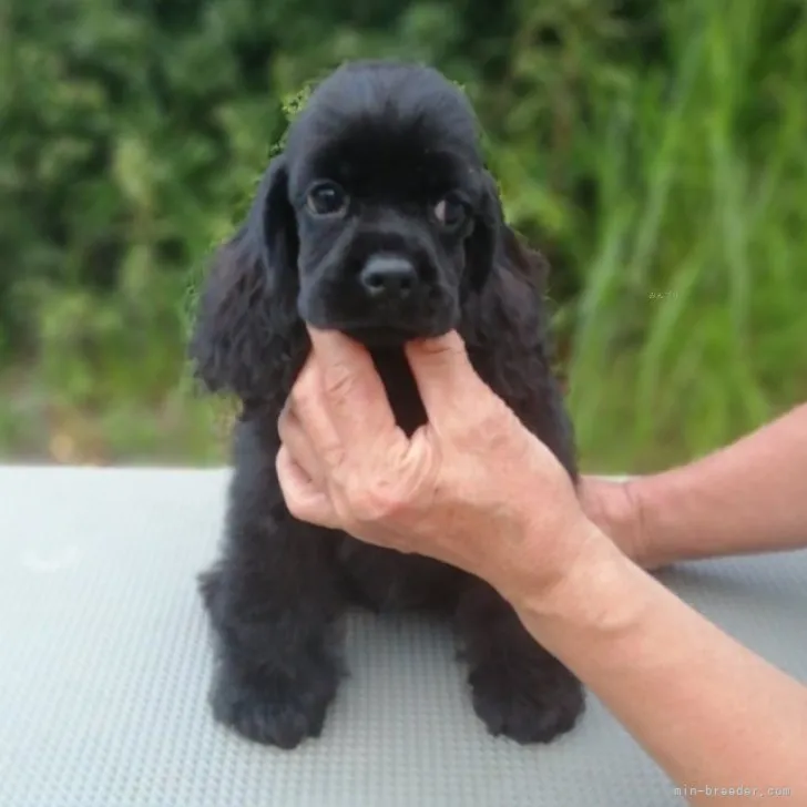 Y.I 様のお迎えした子犬