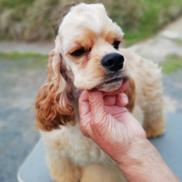 アメリカンコッカースパニエル【奈良県・男の子・2023年11月5日・バフ】の写真「コッカー専門犬舎がおすすめする血統優良の子犬となり」
