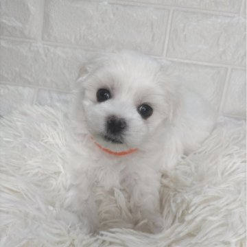 マルチーズ【愛知県・男の子・2025年9月15日・ホワイト】の写真「元気いっぱいの男の子」