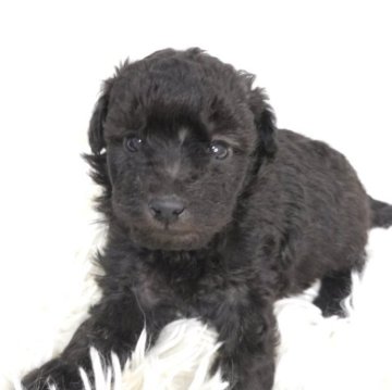 トイプードル(トイ)【愛知県・女の子・2025年10月24日・ブラック】の写真「おちゃめな女の子」