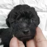 トイプードル(トイ)