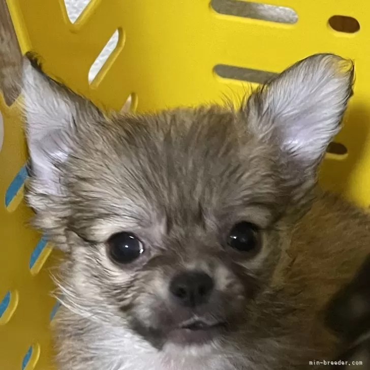 ID：2508-01438の子犬