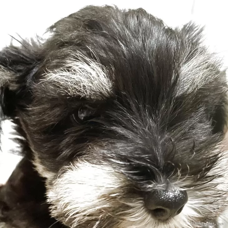 ID：2507-08020の子犬