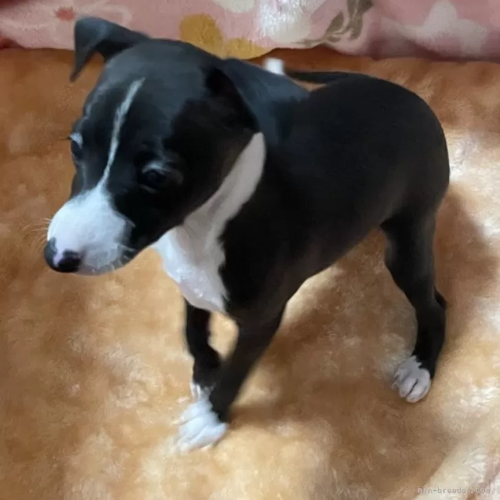 SF 様のお迎えした子犬